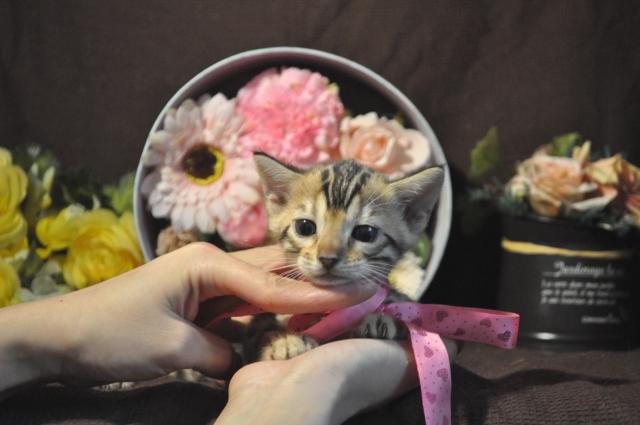 ベンガル