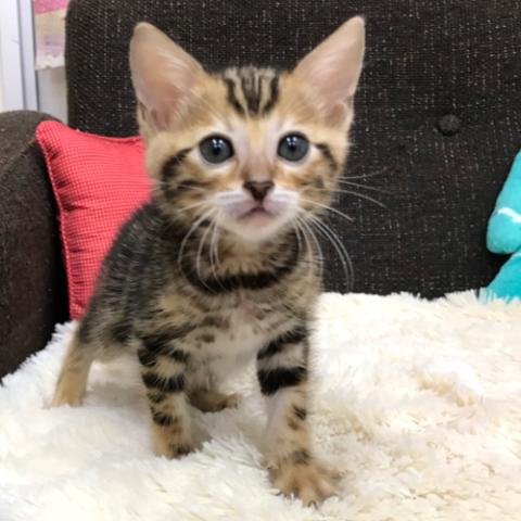 ベンガル