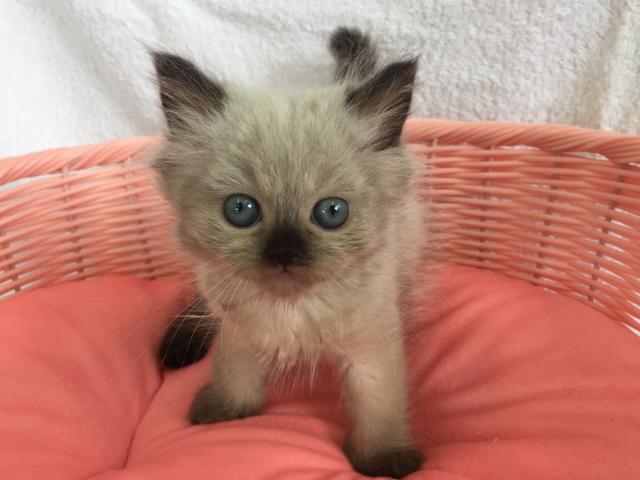 ペルシャ・ヒマラヤン