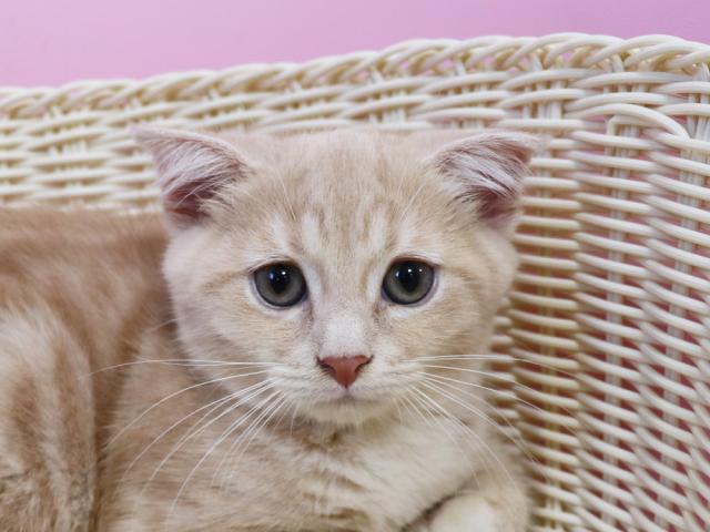 スコティッシュフォールド