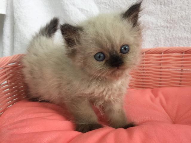 ペルシャ・ヒマラヤン