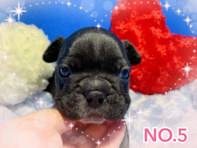 フレンチブルドッグ