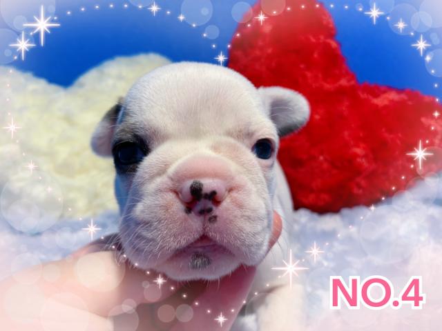 フレンチブルドッグアイパンチ♡♡