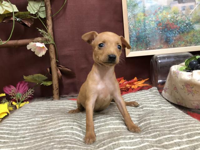 ミニチュアピンシャー