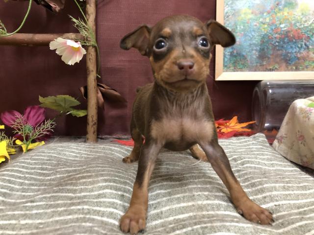 ミニチュアピンシャー