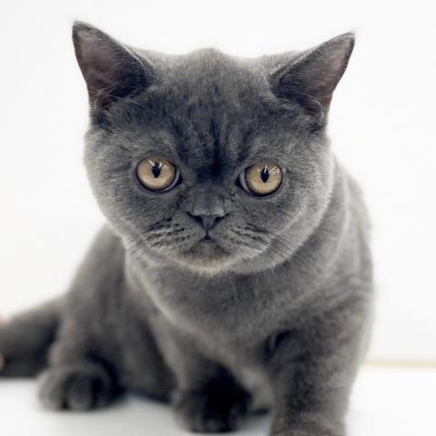 ブリティッシュショートヘア
