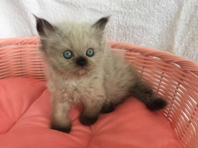 ペルシャ・ヒマラヤン