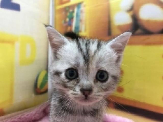 アメリカンショートヘアー