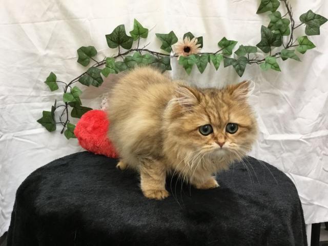 ペルシャ・ヒマラヤン