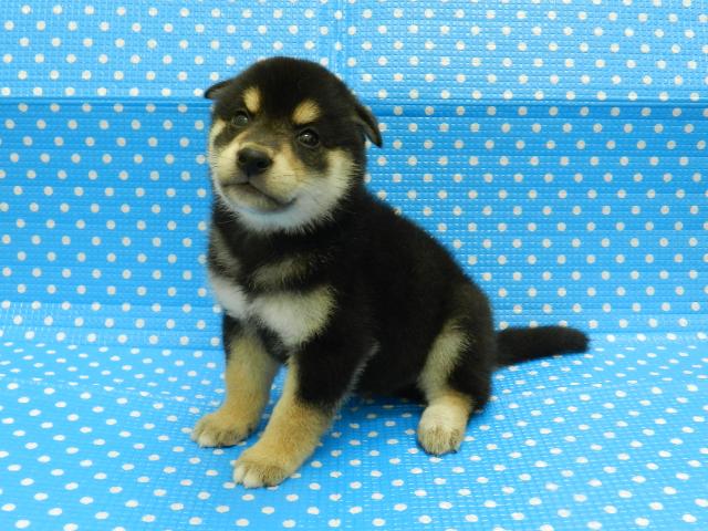 柴犬