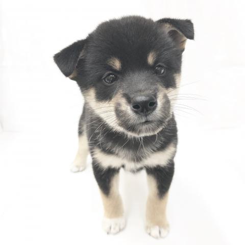 柴犬