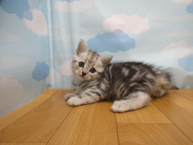 アメリカンショートヘアー