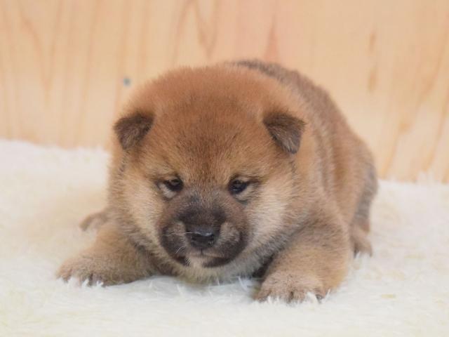 柴犬