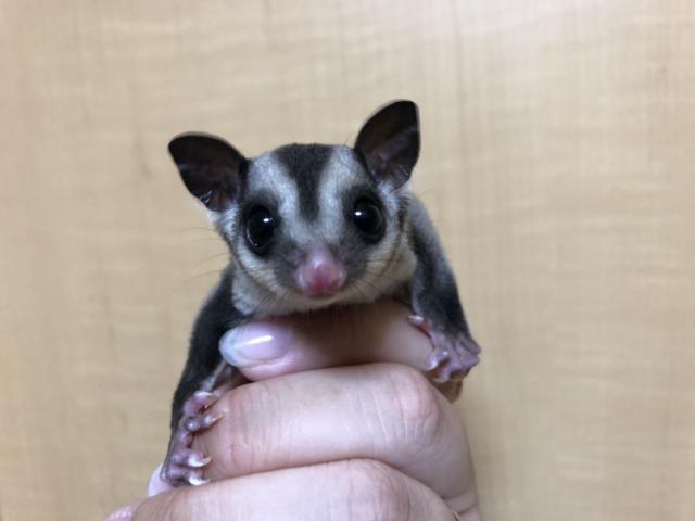 フクロモモンガ・クラシック