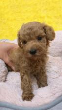 トイプードル㊗️只今!! 子犬💕仔猫❣️最愛なる可愛いキャンペーン中‼️❤️