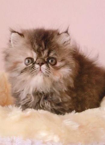 エキゾチックショートヘアーロング