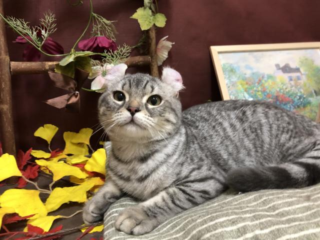 アメリカンカール