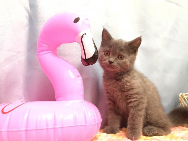 ブリティッシュショートヘア