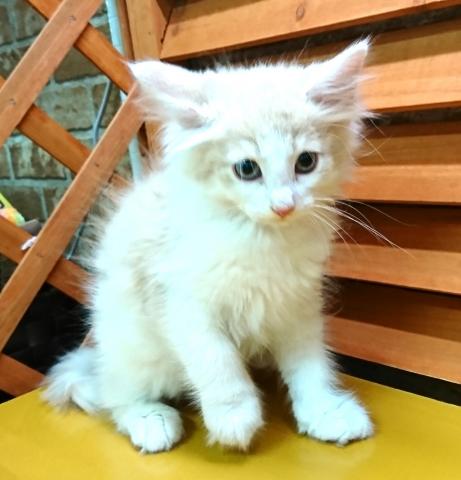 ノルウェージャンフォレストキャット