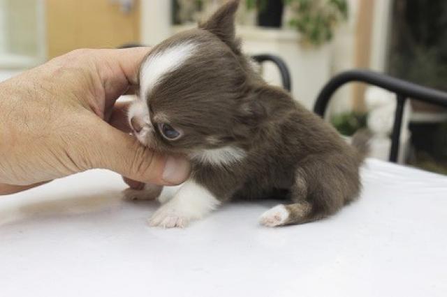 チワワ(ロングコート)