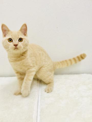 ブリティッシュショートヘア