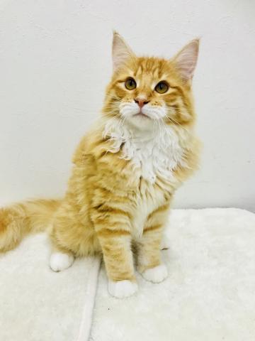 ノルウェージャンフォレストキャット