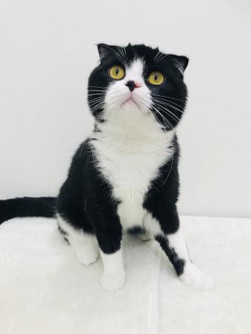 スコティッシュフォールド