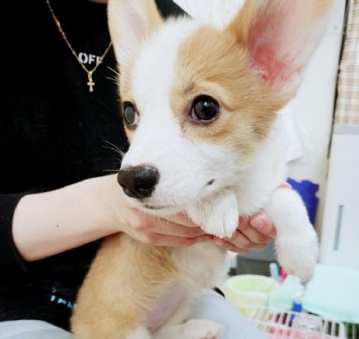 Pet House ココヨナ