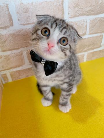 スコティッシュフォールド折れ耳