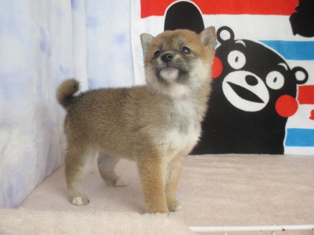 柴犬
