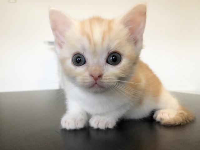 マンチカン短足ちゃん♡