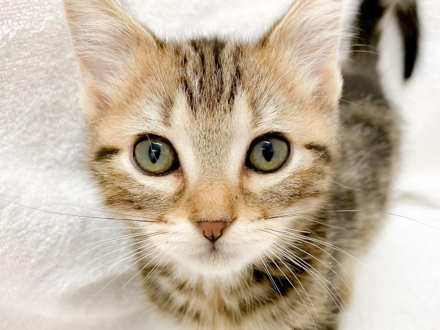 アメリカンショートヘアー