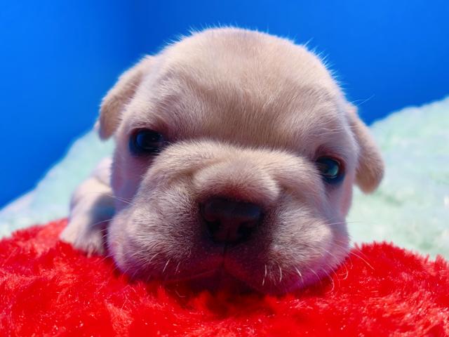 フレンチブルドッグ