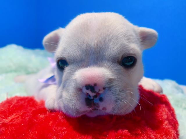 フレンチブルドッグ