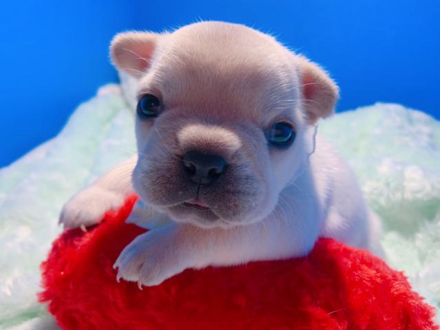 フレンチブルドッグ