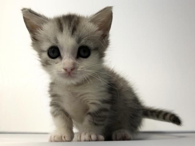 マンチカン長毛♡短足ちゃん