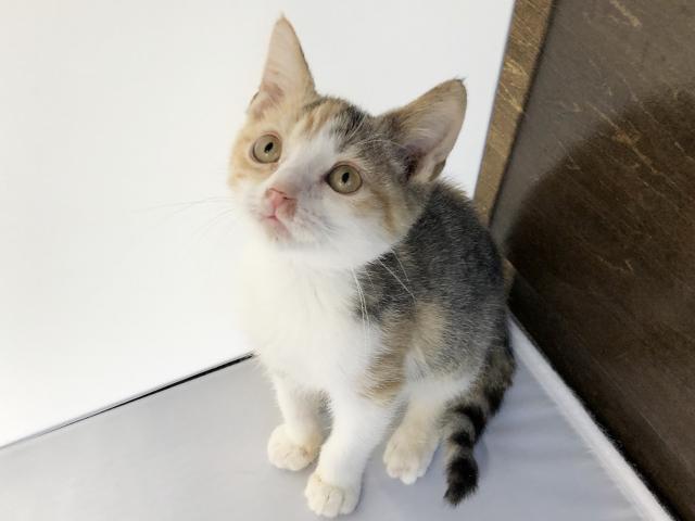 マンチカンスペシャルセール✨