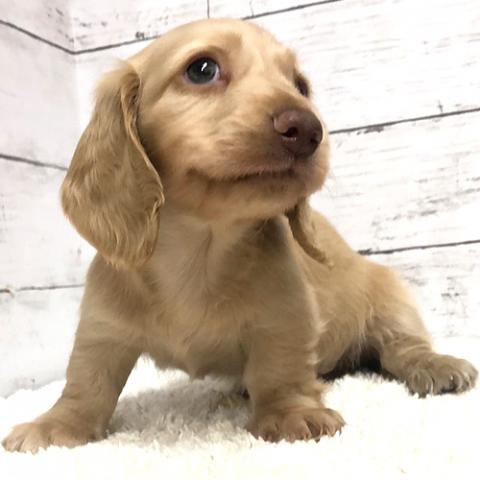 ミニチュアダックスフンド