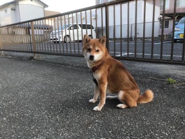 子犬 里親 神奈川 🌈犬 里親 横浜 子犬