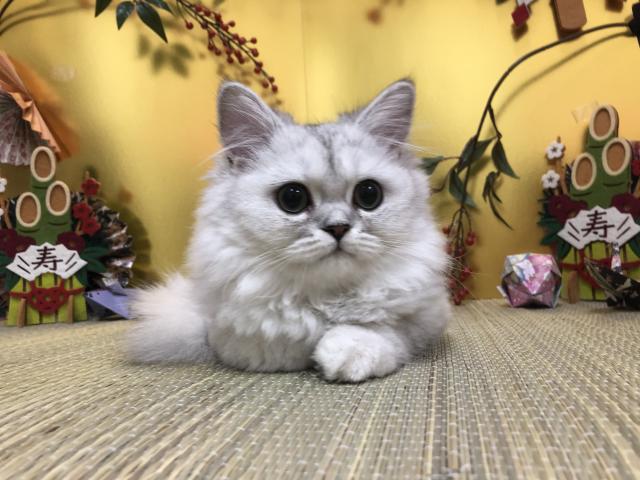 ペルシャ・ヒマラヤン