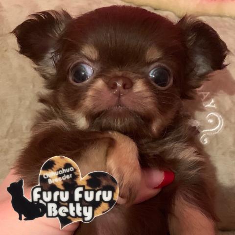 furufuru betty