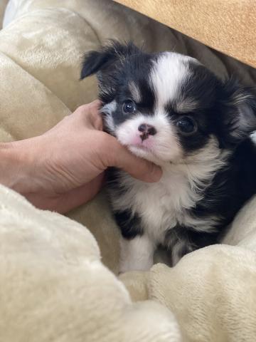 チワワ（ロングコート）