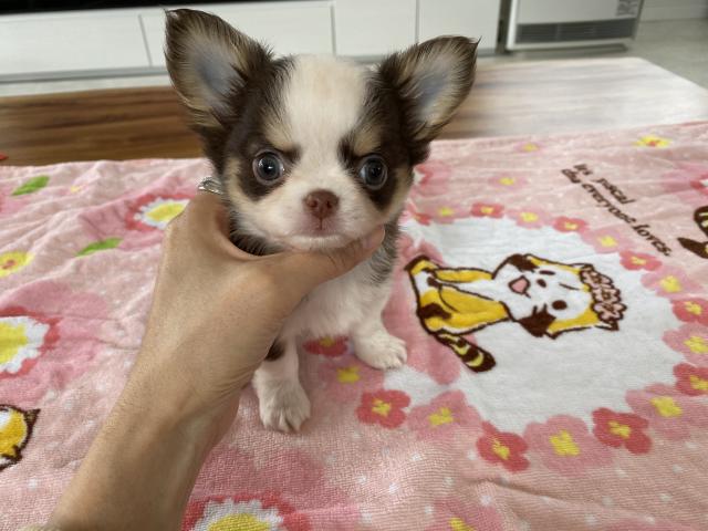 チワワ（ロングコート）