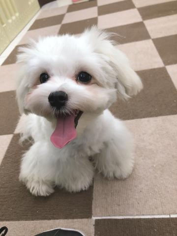 マルチーズ