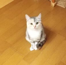 アメリカンショートヘアー!!希少!!三毛猫にゃの靴下にゃんこ!!