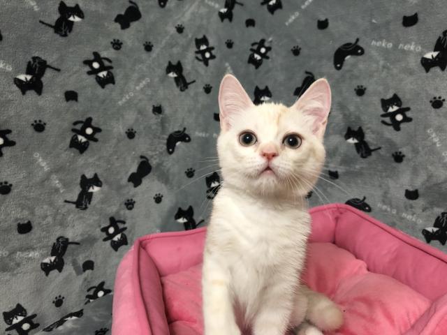 ミヌエット(旧ナポレオン)