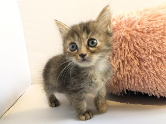 マンチカン♡かわいい足長ちゃん