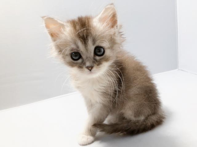 ミヌエット（旧ナポレオン）足長ちゃん♡ふわロング