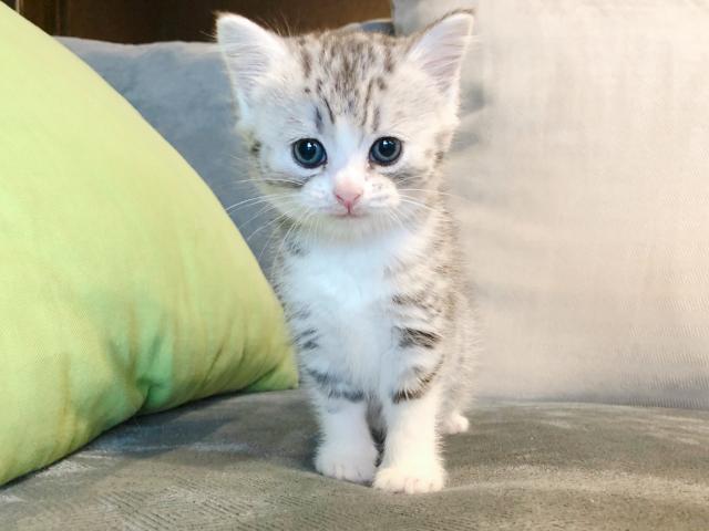 マンチカン足長　ふわもこちゃん♡
