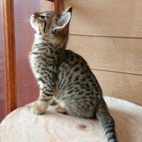 サバンナ 子犬や子猫たちのペット販売情報が満載 ペットステーション サバンナ 子犬や子猫たちのペット販売情報が満載 ペットステーション